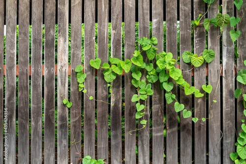 Old wooden fence door with green leaf Ivy. Overgrown plant on wood plank door texture background.