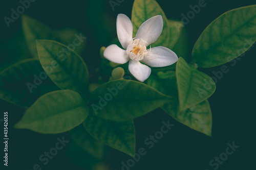 White Jasmine on tree, The leaves are light green and yellow. Flower buds continue to grow. Yellow centered pollen, surrounded by white petal. Full bloom photo