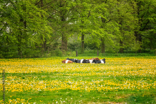 Herd of brown and black Lakenvelder cows in a green meadow with blooming dandelions against background of beautiful beech trees with fresh green leaves at Landgoed Heerlijkheid Mariënwaerdt, photo