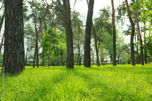 Beautiful landscape with trees and green grass in city park