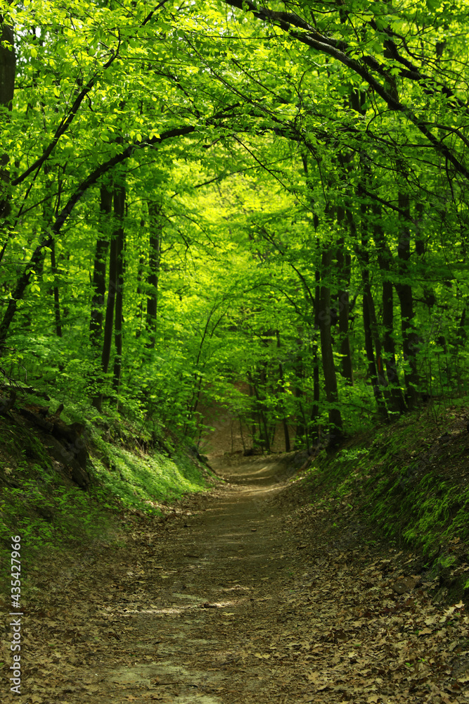 Beautiful landscape with pathway among tall trees in park Beautiful landscape with pathway among tall trees in park