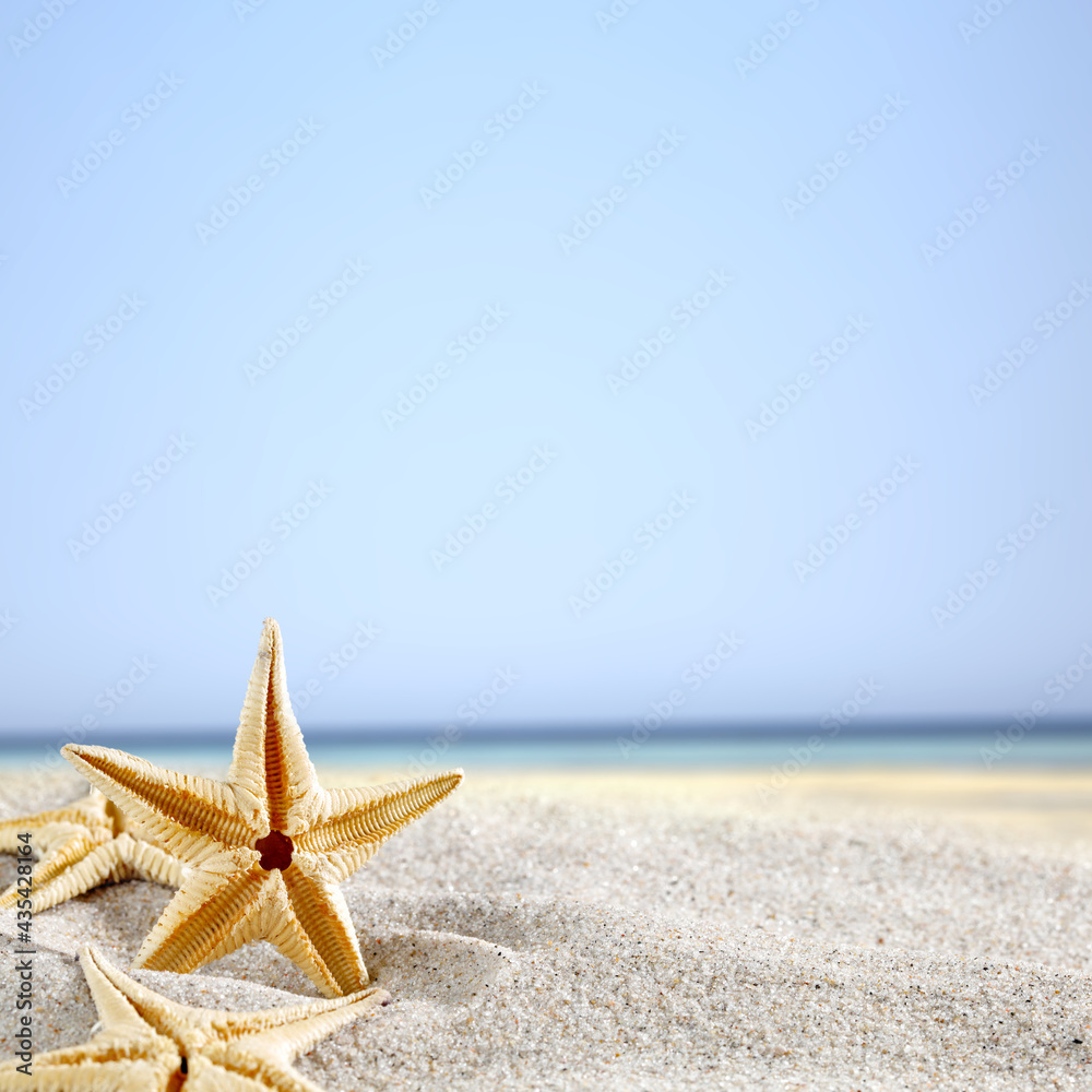 Shell on sand and free space for your decoration Shell on sand and free space for your decoration