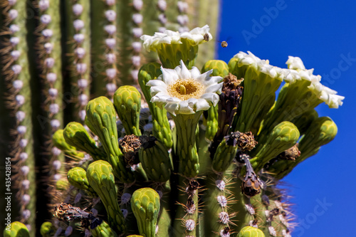 A bee hovers near a Saguaro Cactus flower bloom