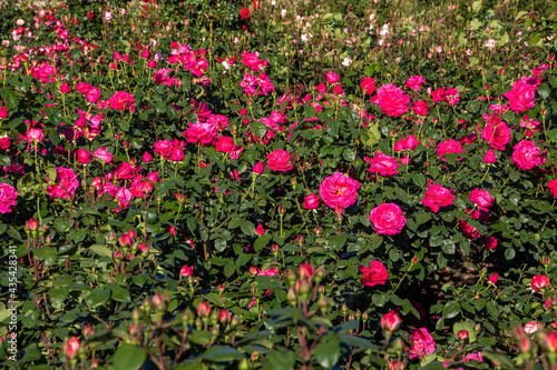 flowers in the garden