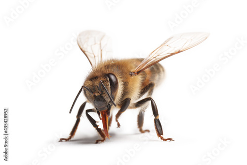 abeille isolé sur fond blanc	 photo