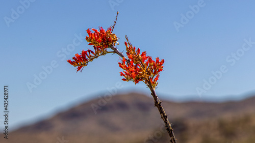 A bright red ocotillo bloom in spring