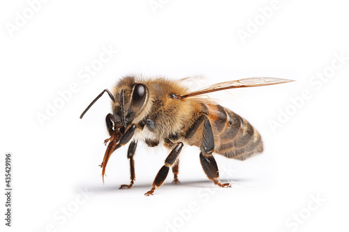 abeille isolé sur fond blanc	