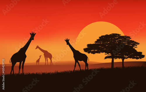 giraffe family walking over african savannah at sunset - evening landscape vector silhouette scene