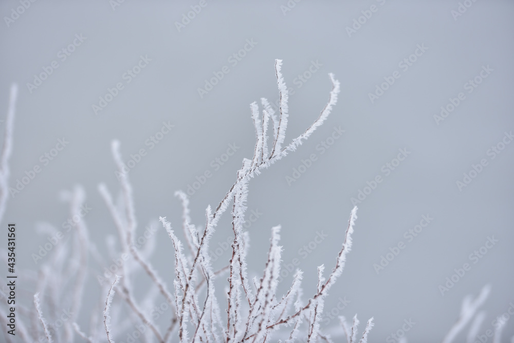 雪の木 雪の木