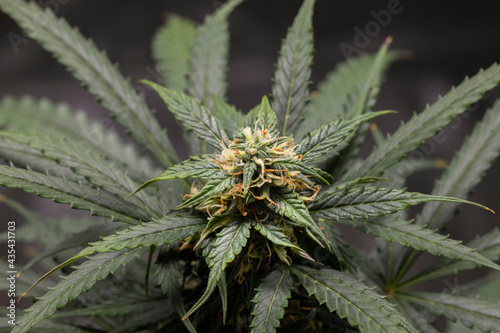 Cannabis Organic Farm