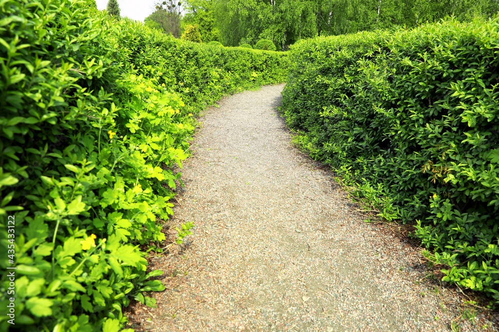Naklejka premium Beautiful view of green hedge maze on sunny day