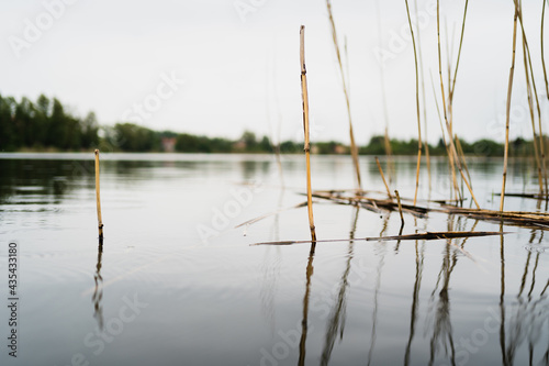sucha trawa nad jeziorem 