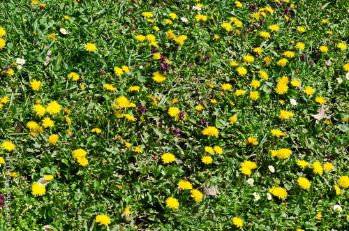 Springtime meadow in bloom with Selfheal also Prunella vulgaris and yellow dandelion also tarataxum officinale  Sofia  Bulgaria 