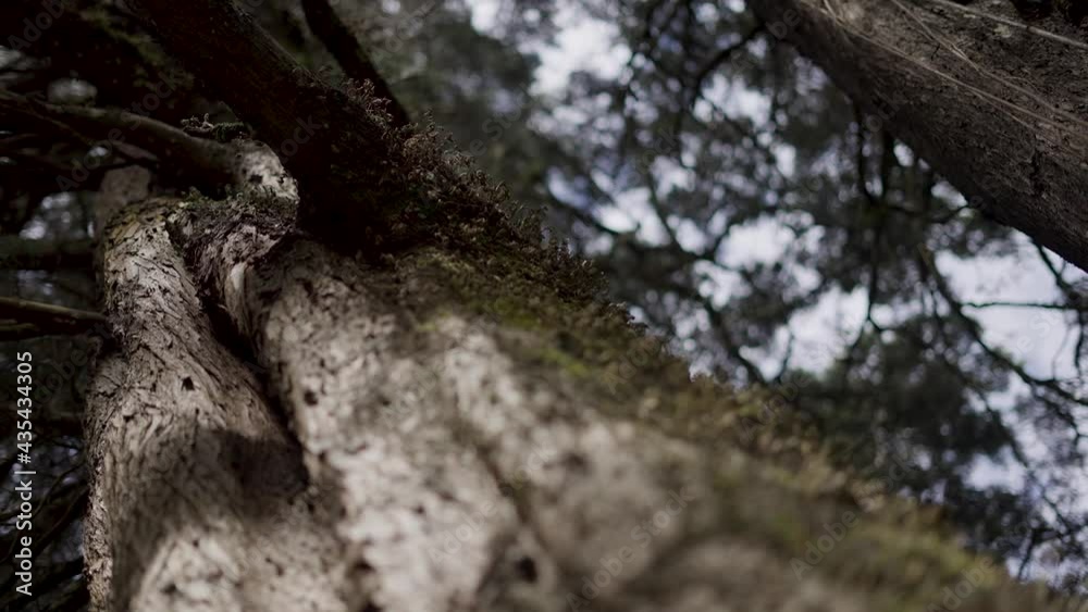 pine moss tree trunk in the forest pine moss tree trunk in the forest