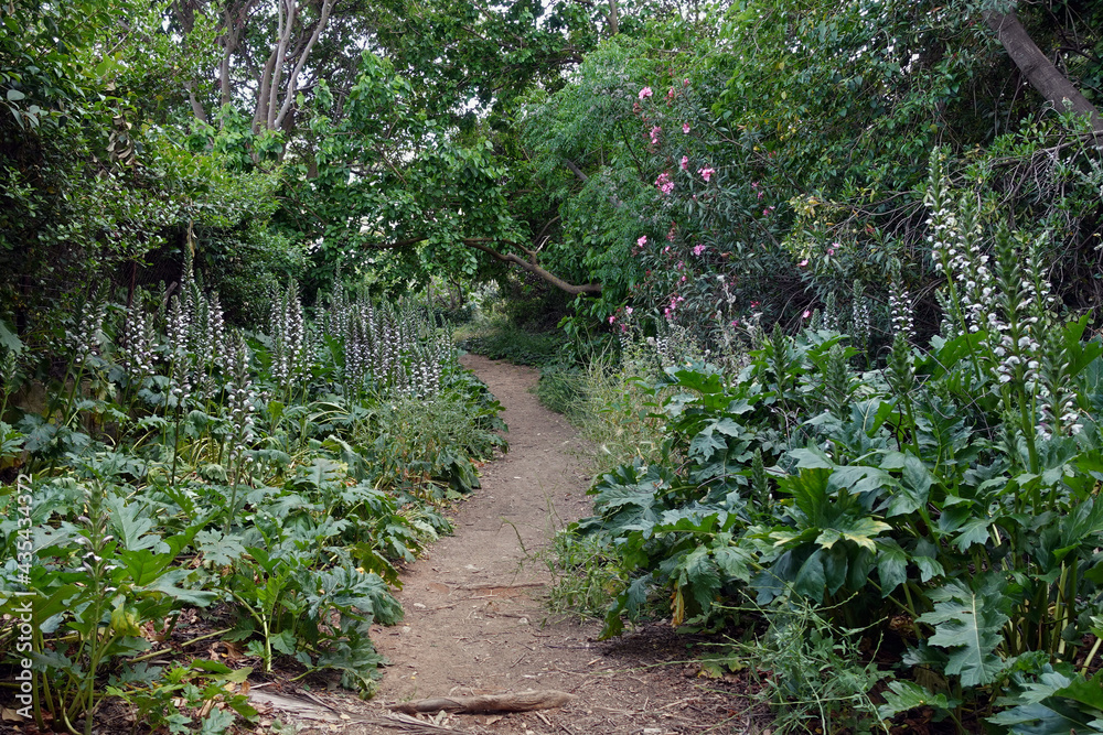 footpath with acanthus plant flowers
