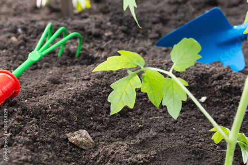 omato seedlings were transplanted into the ground in the spring. Transplanted tomato seedlings into the soil photo