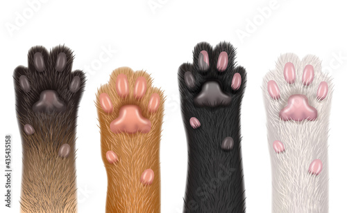 Paws realistic. Cats domestic funny animals fluffy foot with claw decent vector templates body parts collection isolated