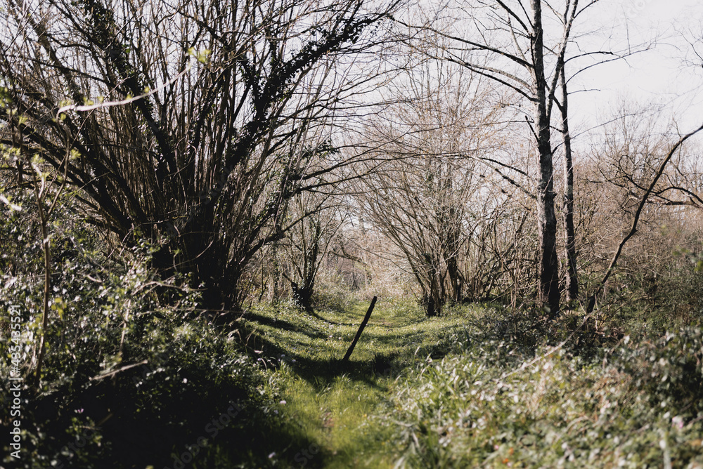 Grassy country path surrounded by leafless trees Grassy country path surrounded by leafless trees