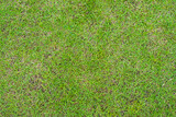 Green grass texture. Green lawn yard texture background.