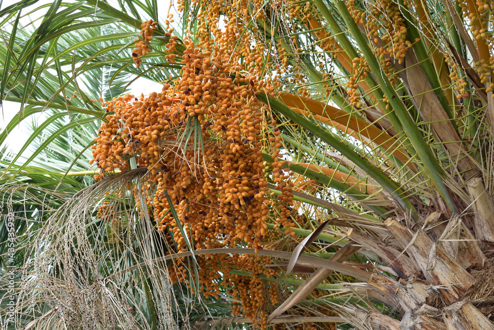 Date Palm with Bunches of New Yellow Fruit Date Palm with Bunches of New Yellow Fruit