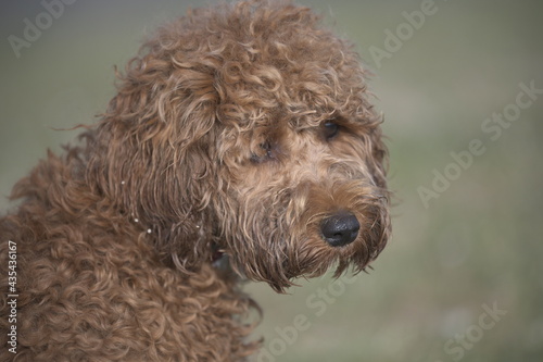 Cockapoo puppy just washed and looking baleful