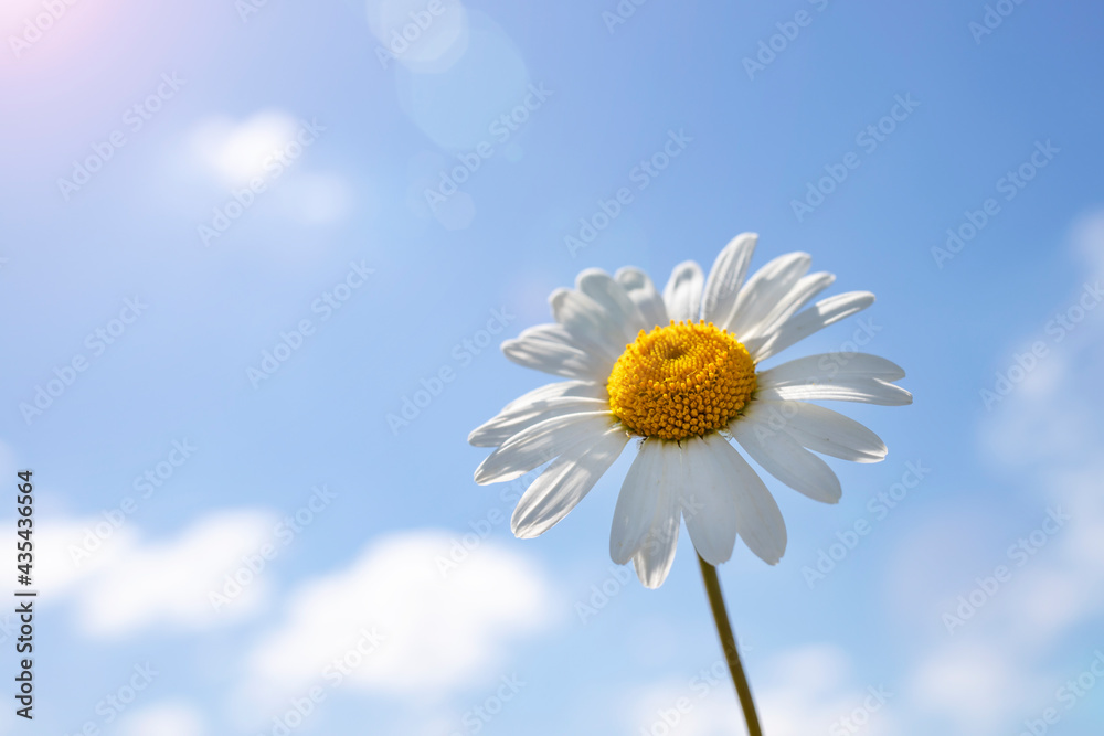 Chamomile close-up against the blue sky on a sunny summer day. Chamomile close-up against the blue sky on a sunny summer day.