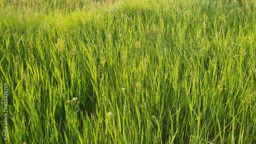Blooming wild bromus madritensis, foxtail brome plants, on a picturesque summer meadow. Different greening herb sway in the wind. Idyllic rural nature scene, green spring field. Countryside grassland Blooming wild bromus madritensis, foxtail brome plants, on a picturesque summer meadow. Different greening herb sway in the wind. Idyllic rural nature scene, green spring field. Countryside grassland