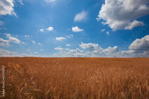 Tablou pe pânză Wheat field against a beautiful blue sky