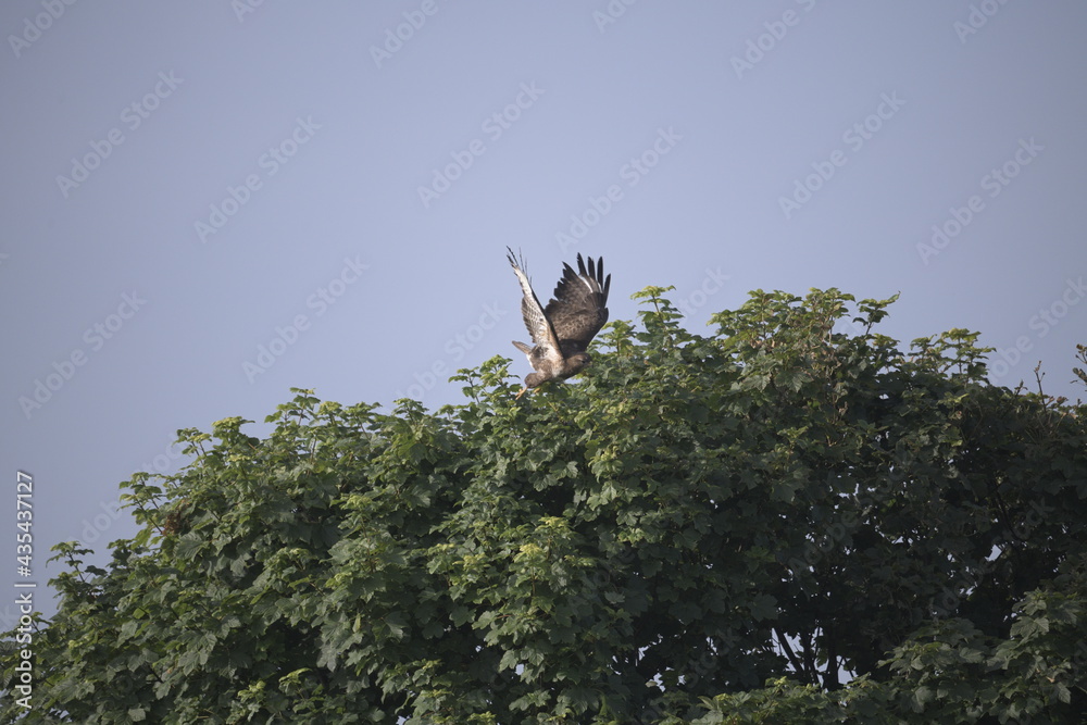 Fototapeta premium Buzzard flying
