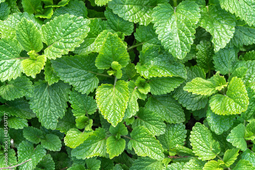 Young mint greens background in a garden in spring.