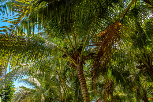 Coconuts on the coconut plam tree.
