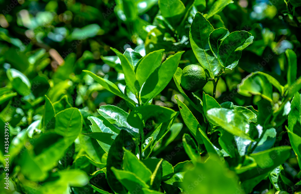 Close up of green lemons on tree. Close up of green lemons on tree.