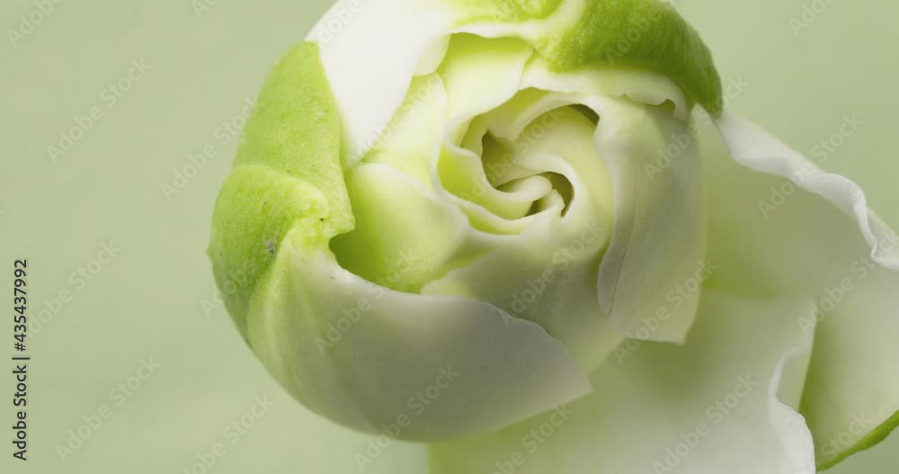 Gardenia flower blooming timelapse