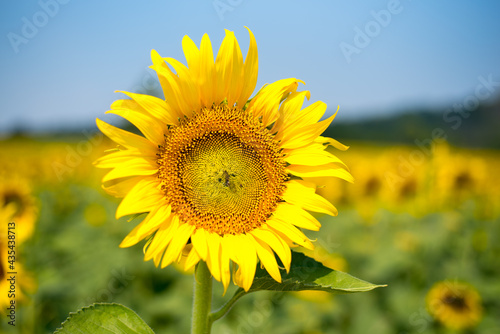 Close-up of sunflower. yellow sunflower stand against blue bright sky background