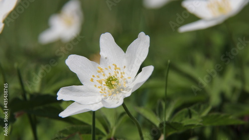 White spring flowers