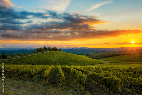 Brolio castle vineyards at sunset