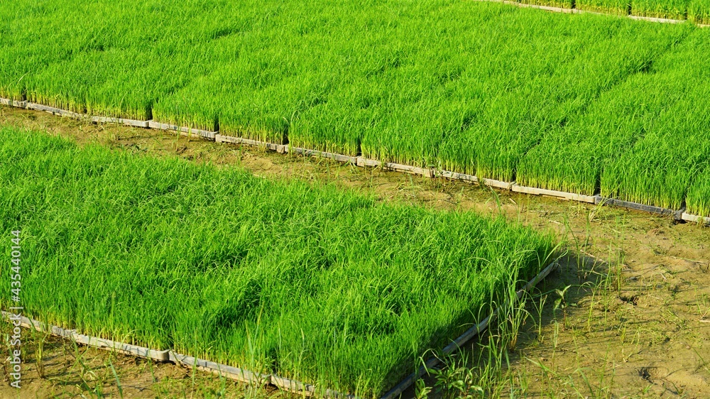 Fototapeta premium 모내기를 위해서 준비한 모판