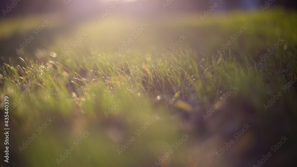 Blur green leaves with bokeh, abstract background Blur green leaves with bokeh, abstract background