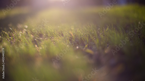 Blur green leaves with bokeh  abstract background