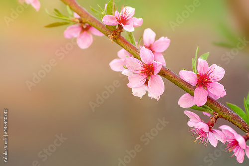 Beautiful peach flowers close up - as background