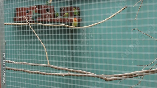 Flock of colorful parrots in a cage/ in captivity (Lovebird) - wide view through cage bars. Birmingham Botanical Garden