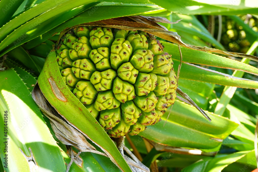 Obraz premium Fruits of Umbrella tree or Fragrant screw pine in Okinawa, Japan - アダンの実 沖縄