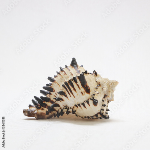 large spiky sea shell in a white background