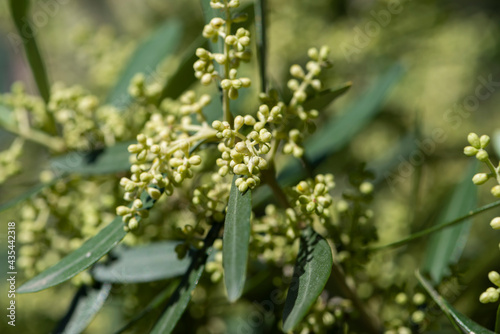 the flowering buds of the olive tree