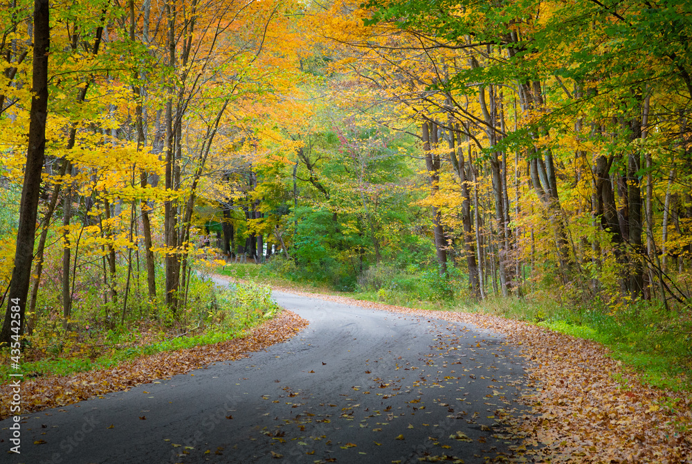 Winding road in autumn colors on trees