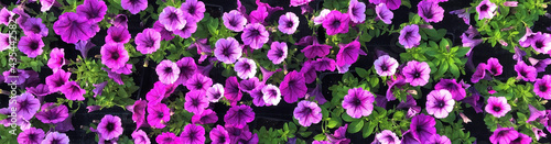 Banner with lovely carpet of bright pink fresh Petunia flowers with green leaves as floral background