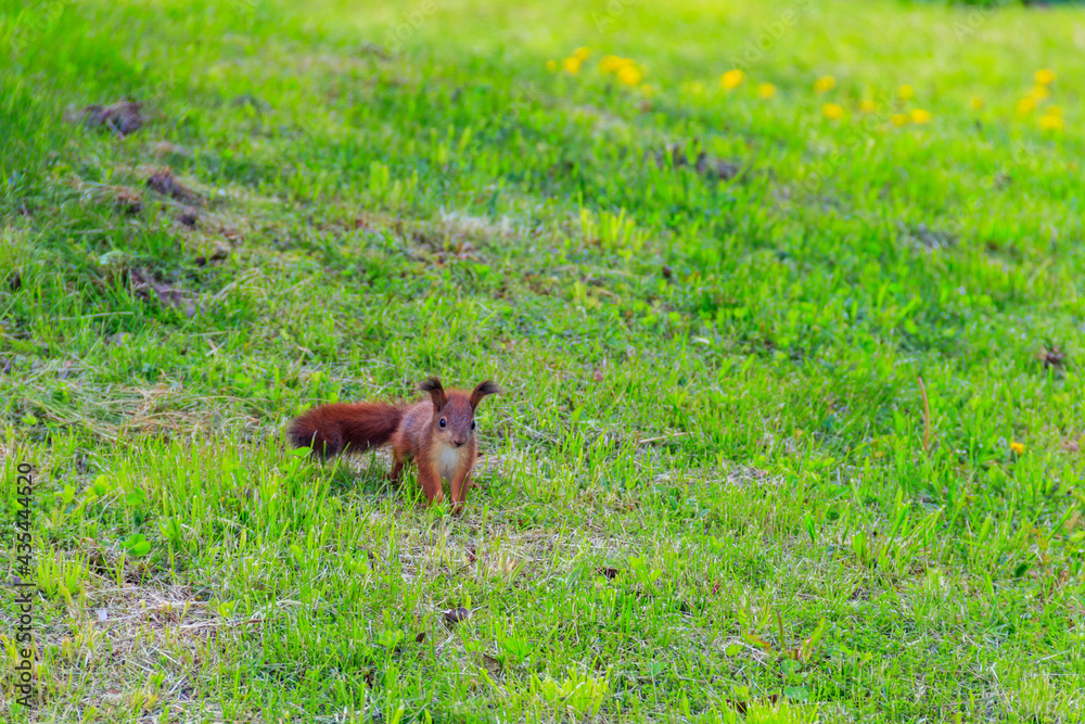 Cute baby squirrel on a green lawn Cute baby squirrel on a green lawn