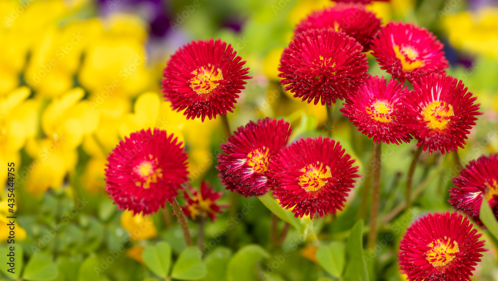 Summer bright red flowers on a blurry yellow-green background. Summer bright red flowers on a blurry yellow-green background.
