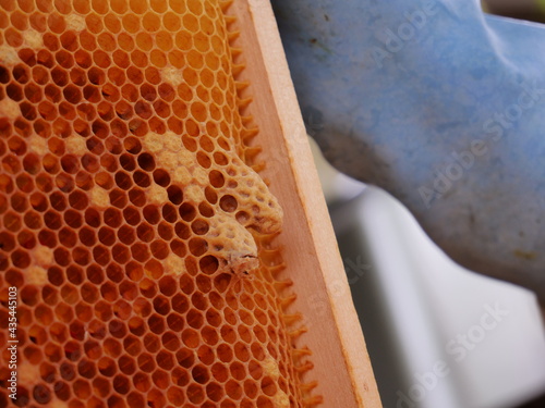 Hatching queenbee on a comb photo