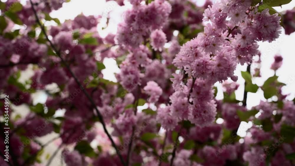 Close up view of pink cherry blossom Sakura flower with blurry background Close up view of pink cherry blossom Sakura flower with blurry background